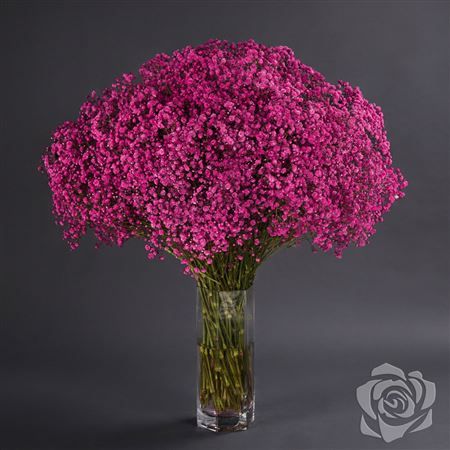 Gypsophila Xlence Raspberry 1000gr Florsani