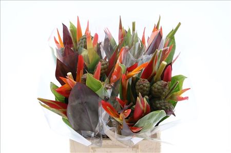 Heliconia Bq Af
