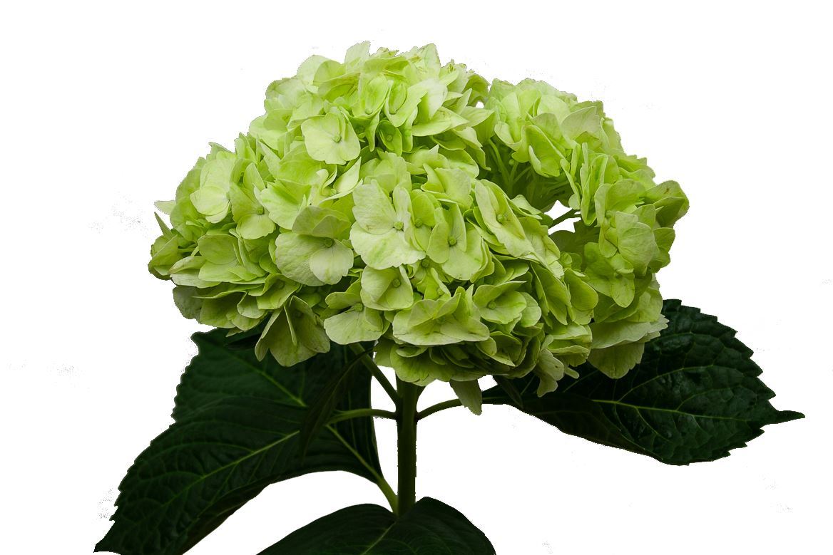 Hydrangea Apple Green Premium