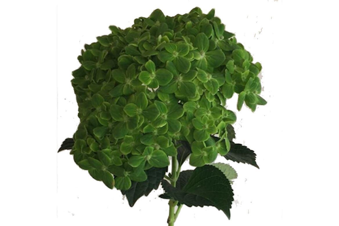 Hydrangea Emerald Dark Green Premiu