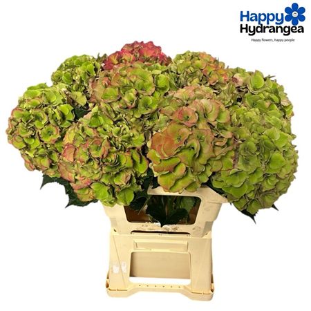 Hydrangea Royal Palace Classic