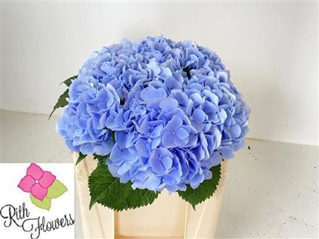 Hydrangea Verena Blue
