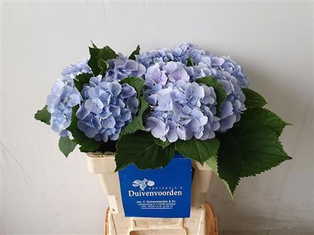 Hydrangea Verena Blue