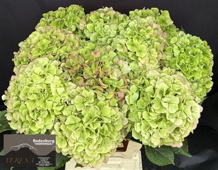 Hydrangea Verena Classic