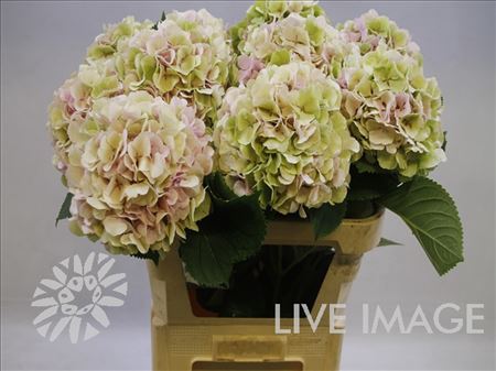 Hydrangea Verena Classic