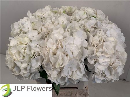 Hydrangea White Verena