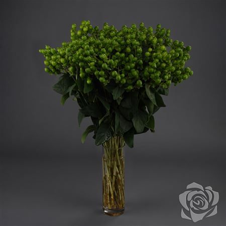 Hypericum Jungle Romance