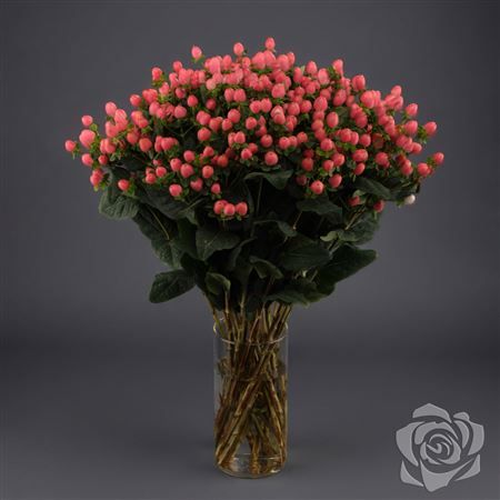 Hypericum Lovely Romance