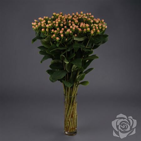 Hypericum Mellow Romance