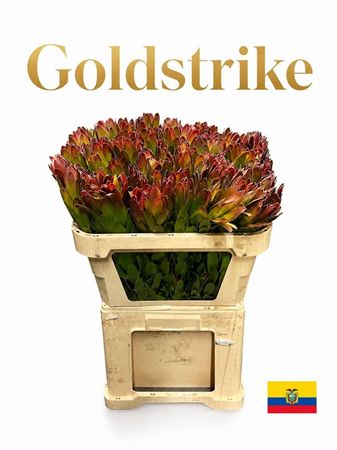 Leucadendron Saf Goldstrike