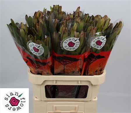 Leucadendron Saf Goldstrike