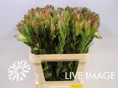 Leucadendron Saf Goldstrike