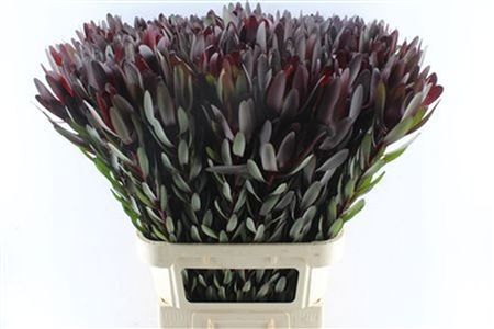 Leucadendron Saf Sunset
