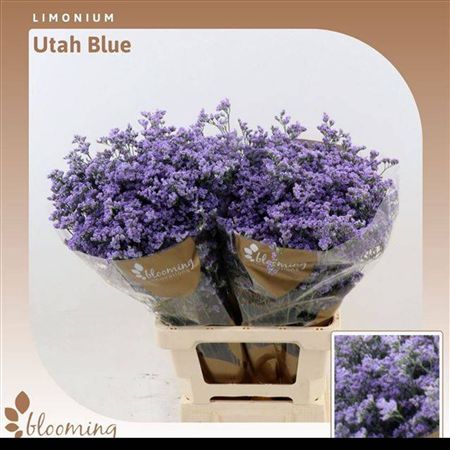 Limonium Utah Blue