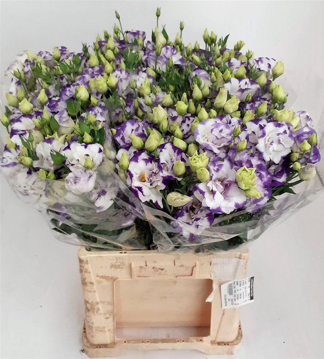 Lisianthus Balboa Blue Picotee