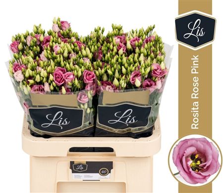 Lisianthus Do Rosita Pink