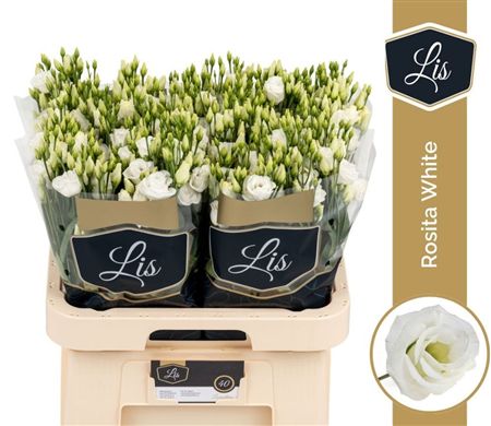 Lisianthus Do Rosita White