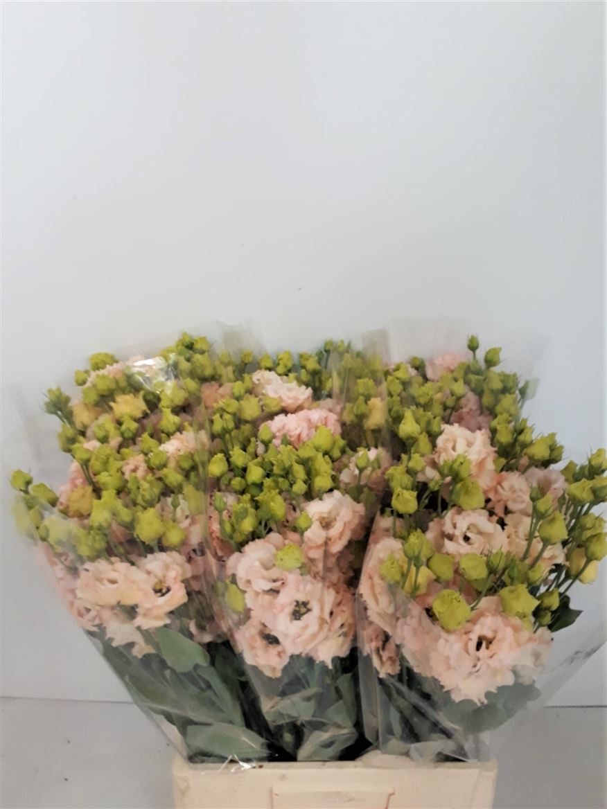 Lisianthus Do Sabrina Orange