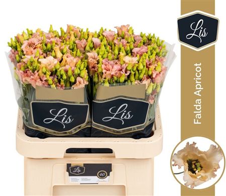 Lisianthus Si Falda Apricot
