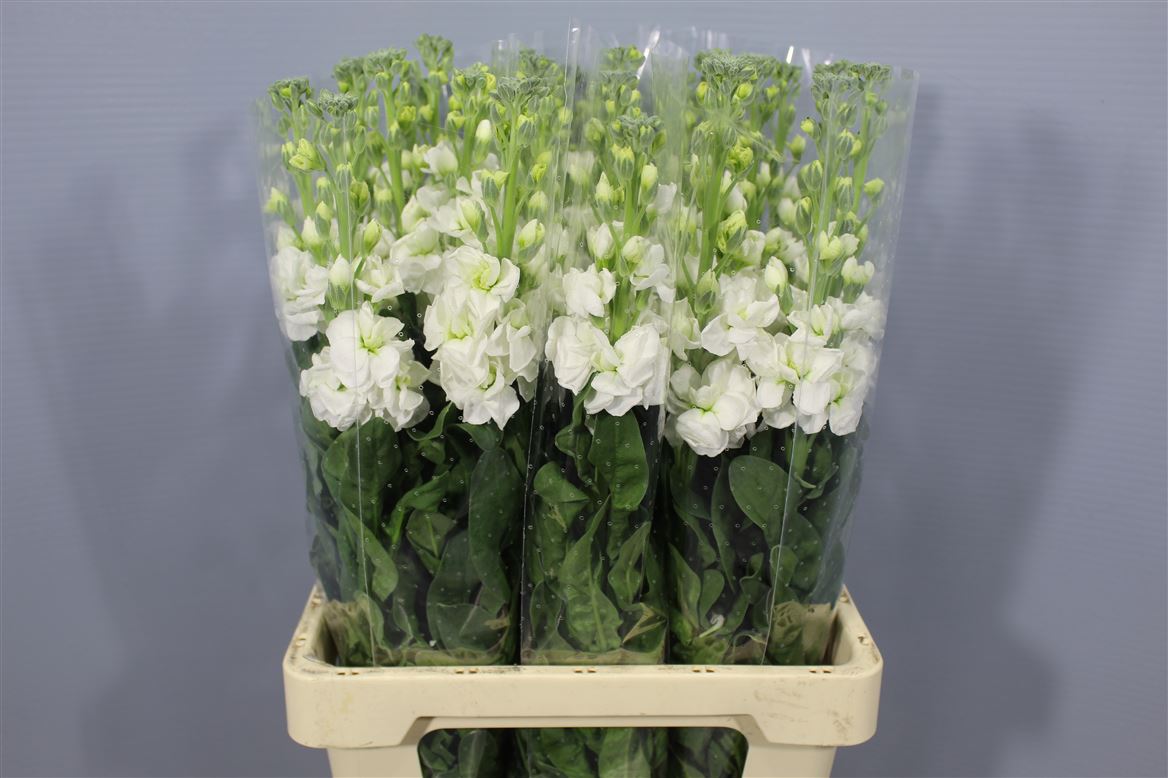Matth Iron White