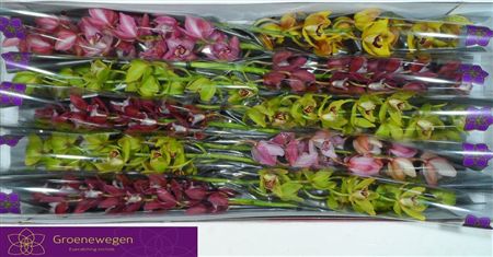 Minicymbidium Mix