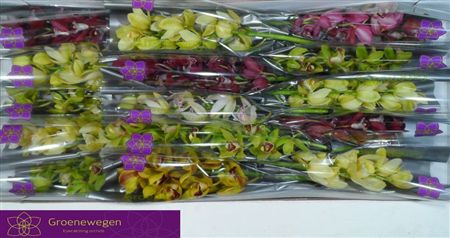 Minicymbidium Mix