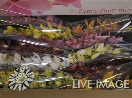 Minicymbidium Mix