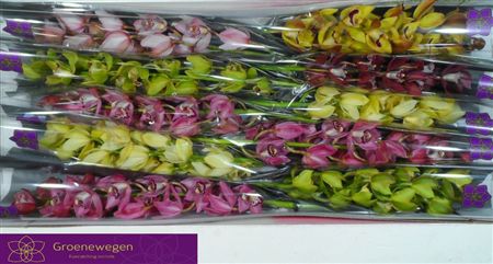 Minicymbidium Mix