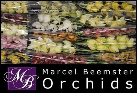 Minicymbidium Mix Marcel