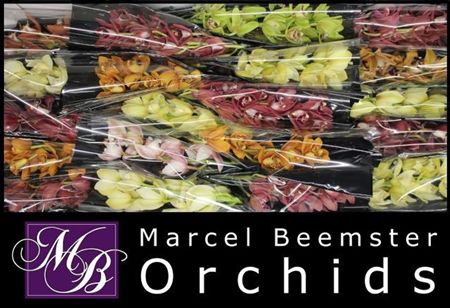 Minicymbidium Mix Marcel