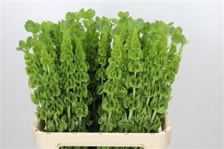 Moluccella Green