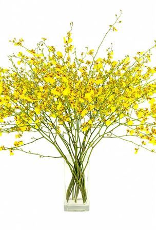Oncidium Golden Shower Ll