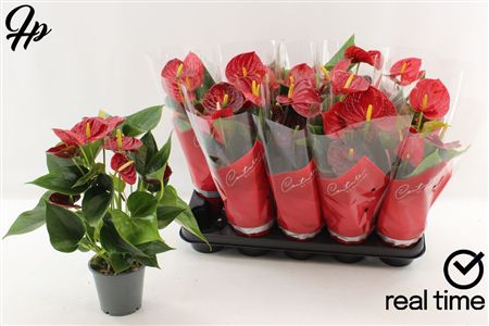 Pianta Anthurium Andr Success Red