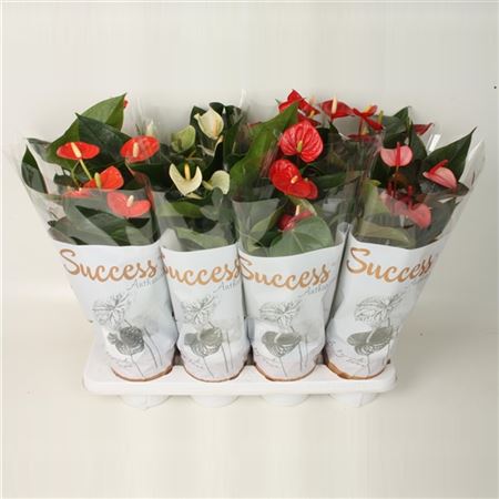 Pianta Anthurium Andreanum Grp Gemengd 4 Kleuren