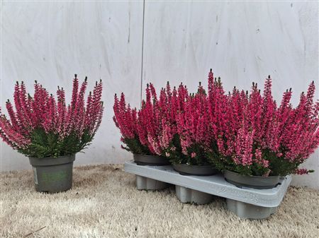 Pianta Calluna Vulg Beauty Ladies Sabella