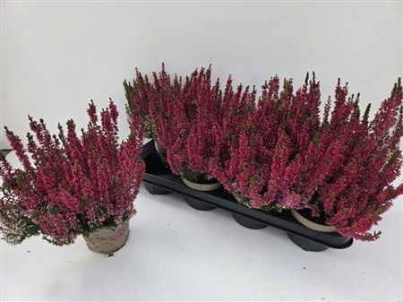 Pianta Calluna Vulg Garden Girls Milva