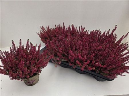 Pianta Calluna Vulg Patricia