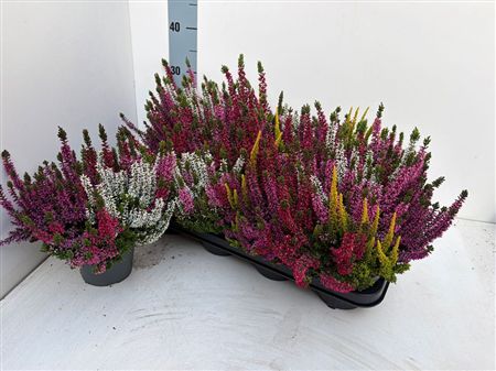 Pianta Calluna Vulgaris Beauty-ladies Mix 3 K