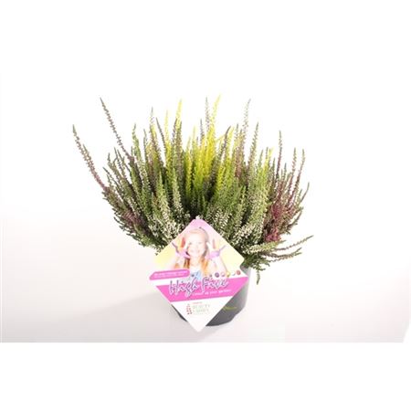 Pianta Calluna Vulgaris Beauty-ladies Mix 3 K