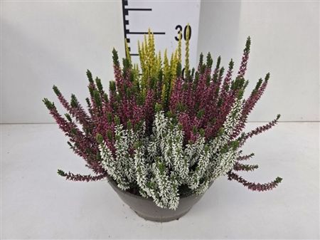 Pianta Calluna Vulgaris Garden Girls Trio Girls