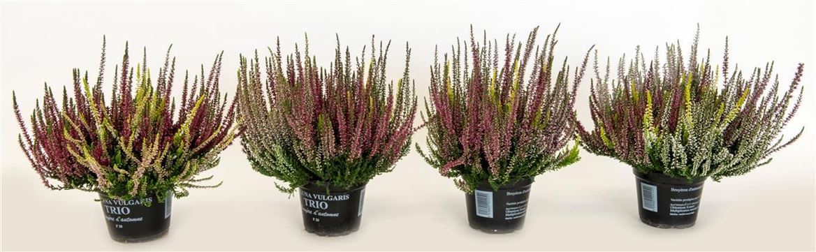 Pianta Calluna Vulgaris Garden Girls Trio Girls
