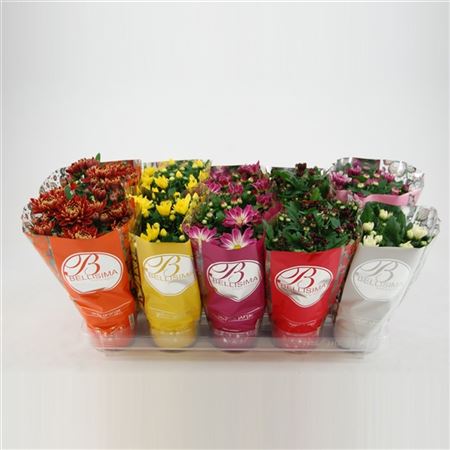Pianta Chrysanthemum Ind. Mix 5 K