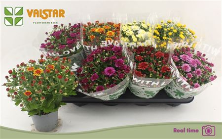 Pianta Chrysanthemum Indicum Grp Mixed