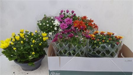 Pianta Chrysanthemum Indicum Grp Mixed