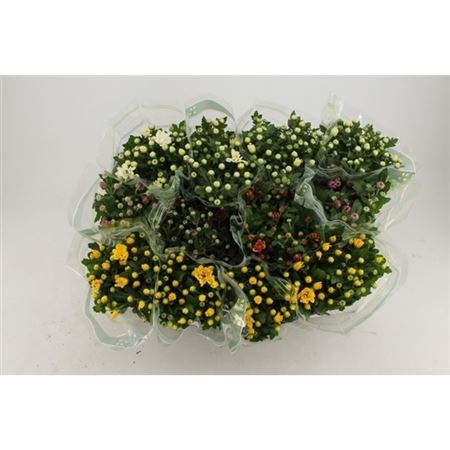Pianta Chrysanthemum Indicum Grp Mixed