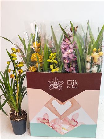 Pianta Cymbidium Mix