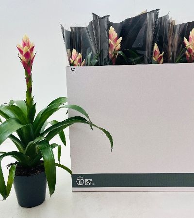 Pianta Guzmania Candy