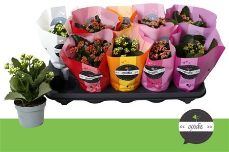 Pianta Kalanchoe Blos Gev Perfecta Mix 5