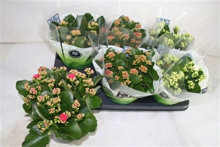 Pianta Kalanchoe Bloss Gev Mix 4 Kleuren