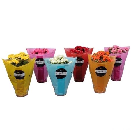 Pianta Kalanchoe Bloss Gev Mix 4 Kleuren